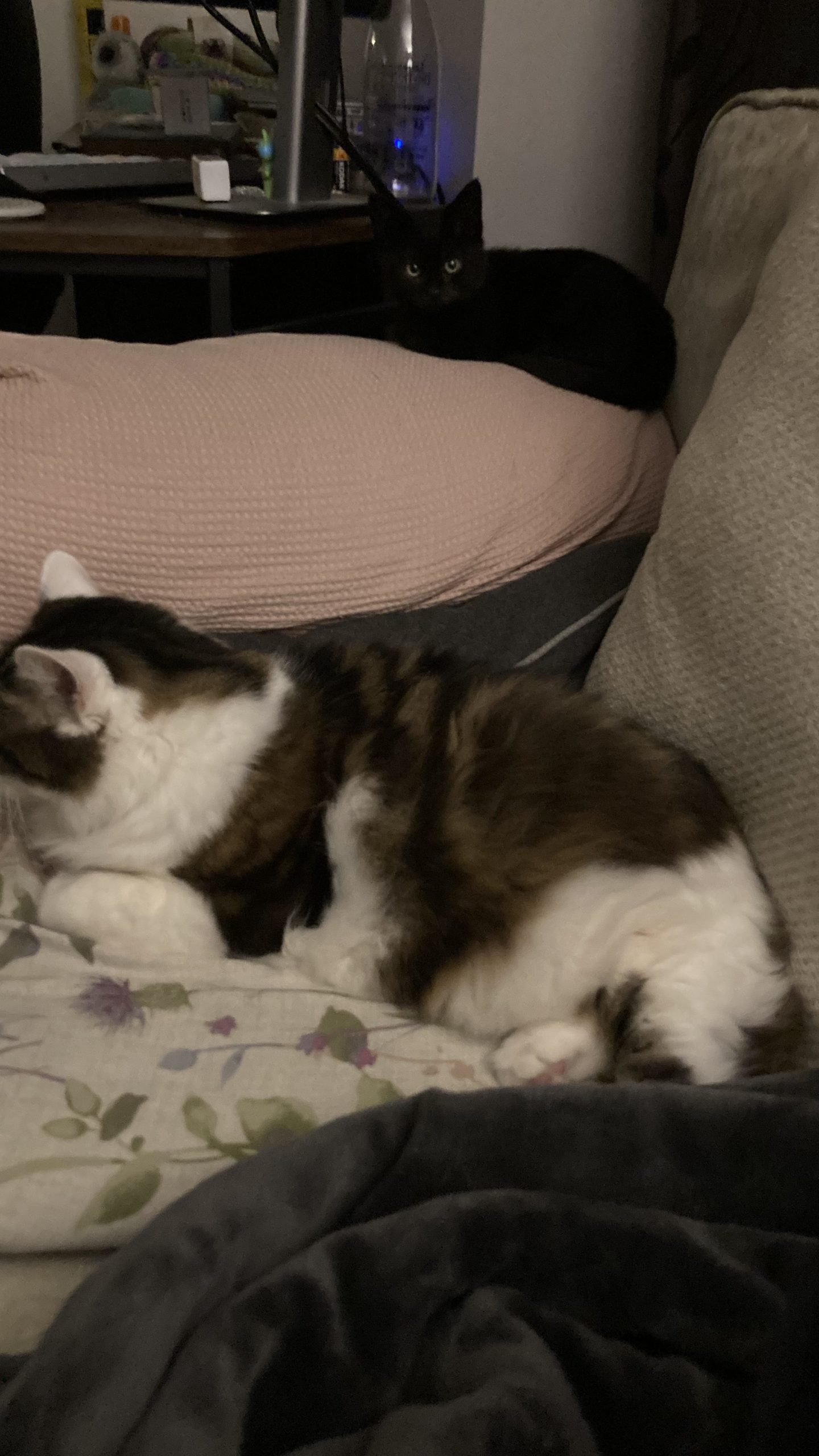 When Adam was cat-sitting Win & Kiara